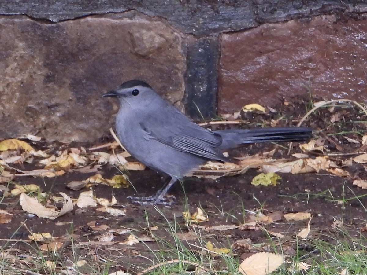 Gray Catbird - ML643213894