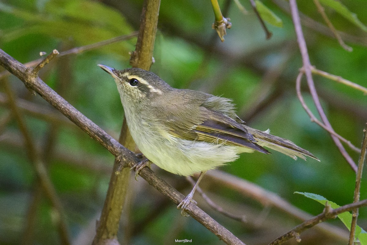 Large-billed Leaf Warbler - ML643213905