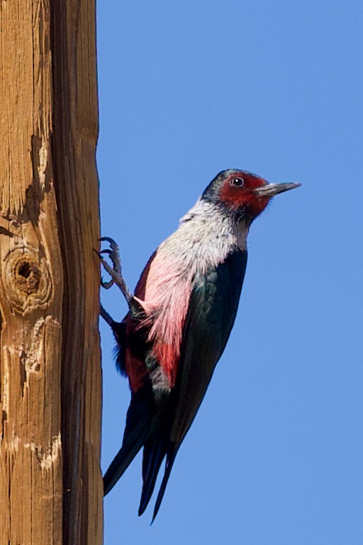 Lewis's Woodpecker - ML643213910
