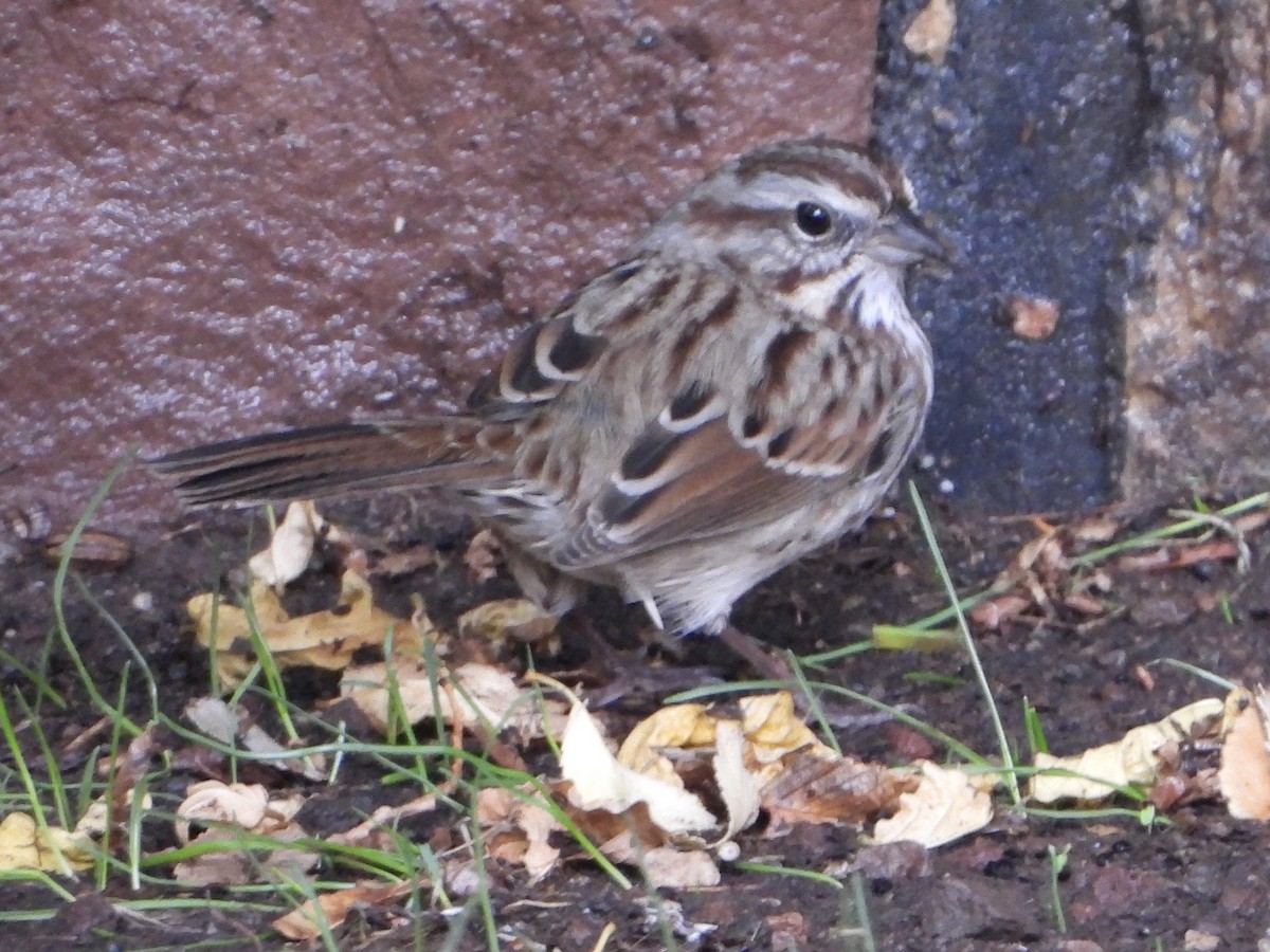 Song Sparrow - ML643213917