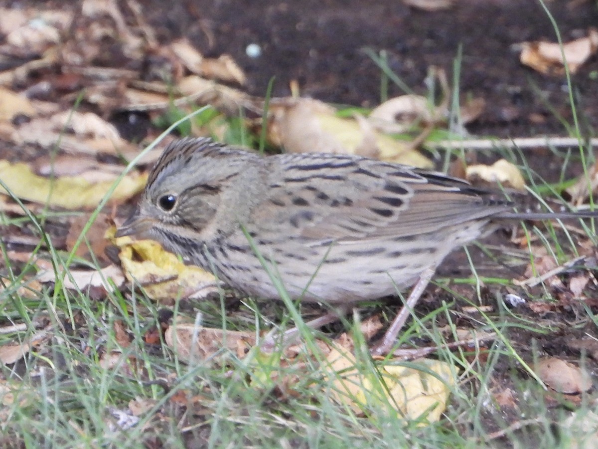 Lincoln's Sparrow - ML643213919
