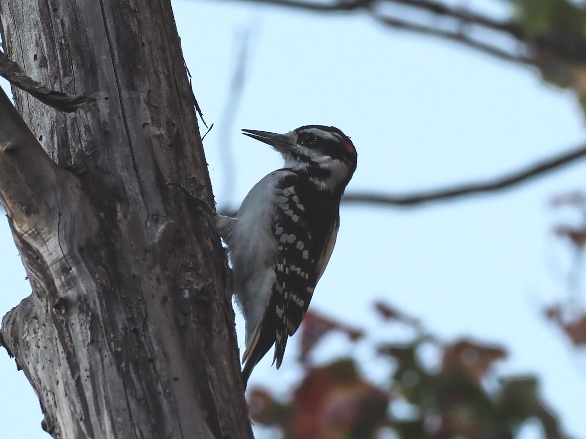 Hairy Woodpecker - ML643213954