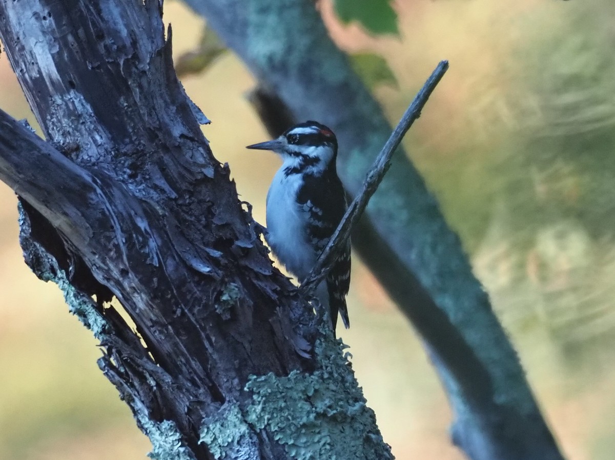 Hairy Woodpecker - ML643213955