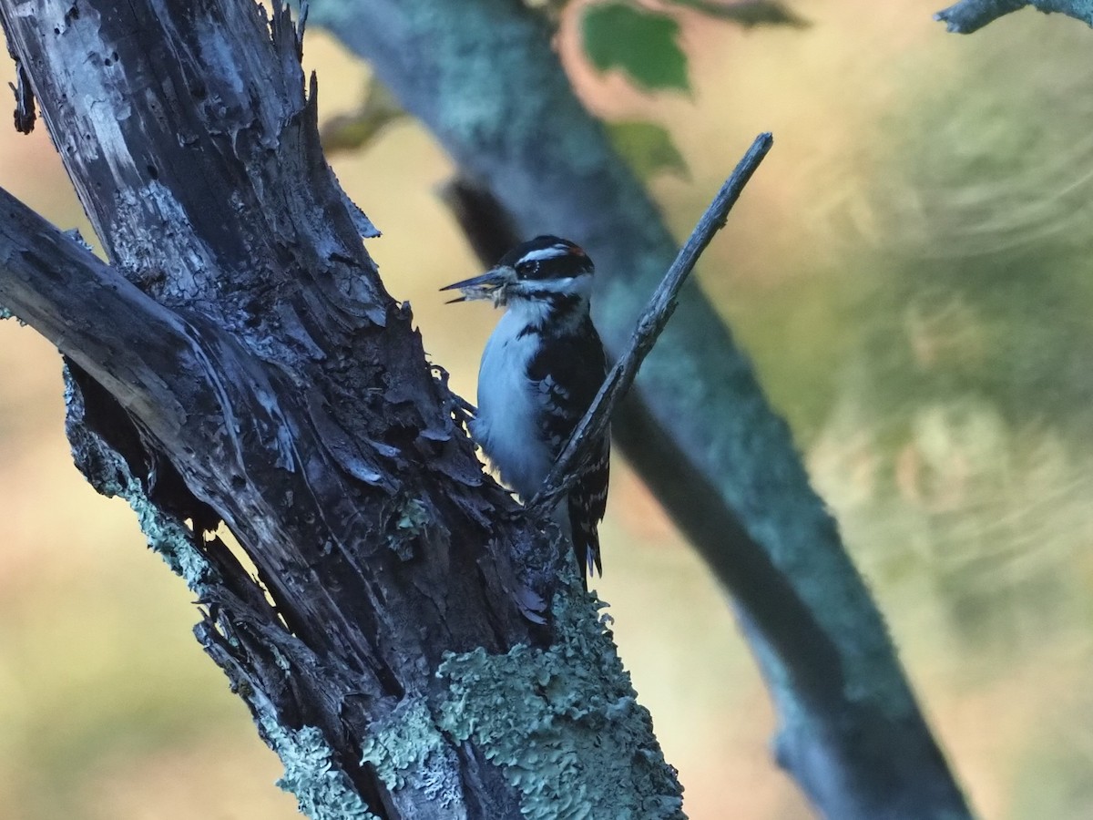 Hairy Woodpecker - ML643213956