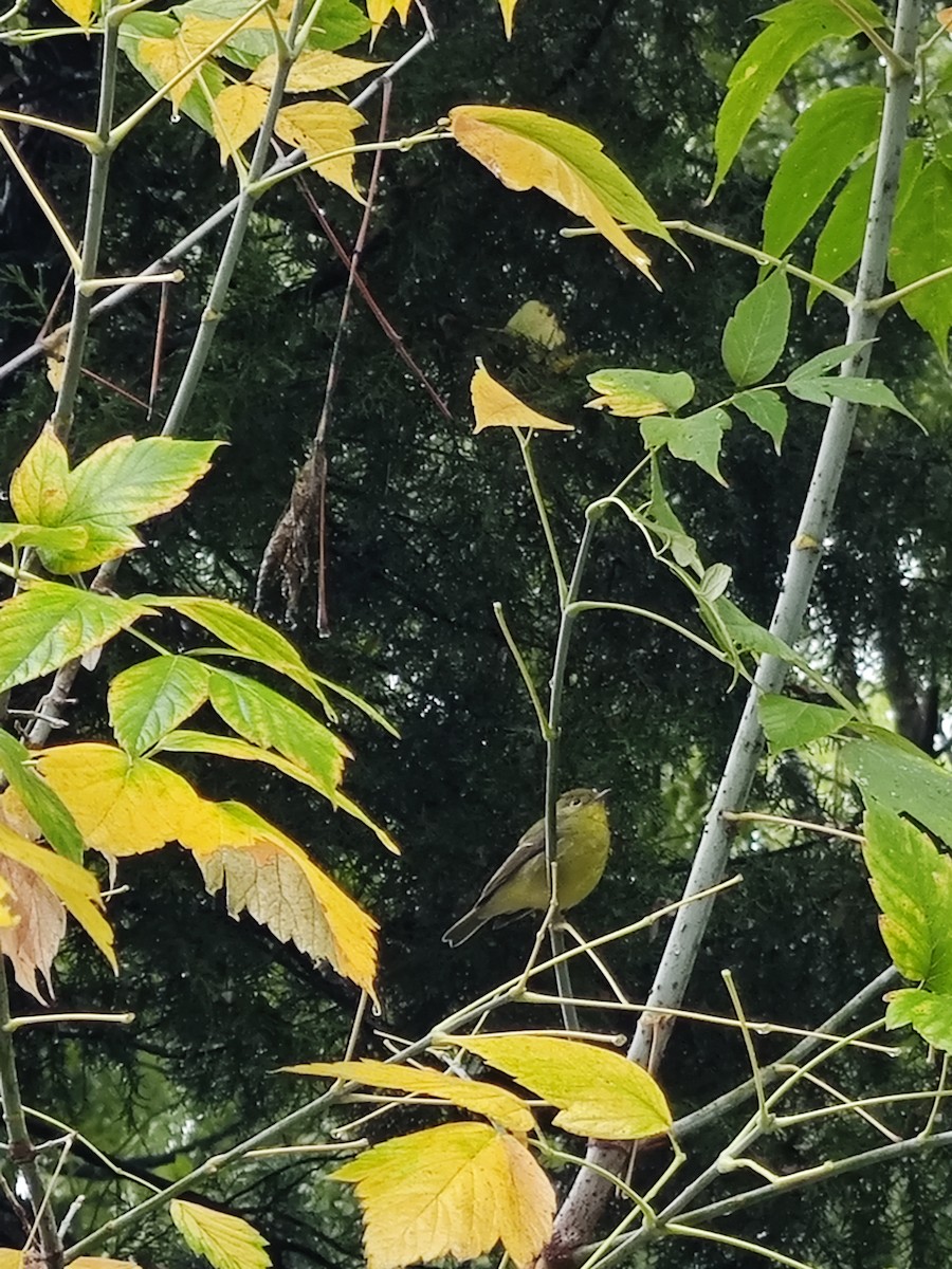 Green-backed Flycatcher - ML643213957