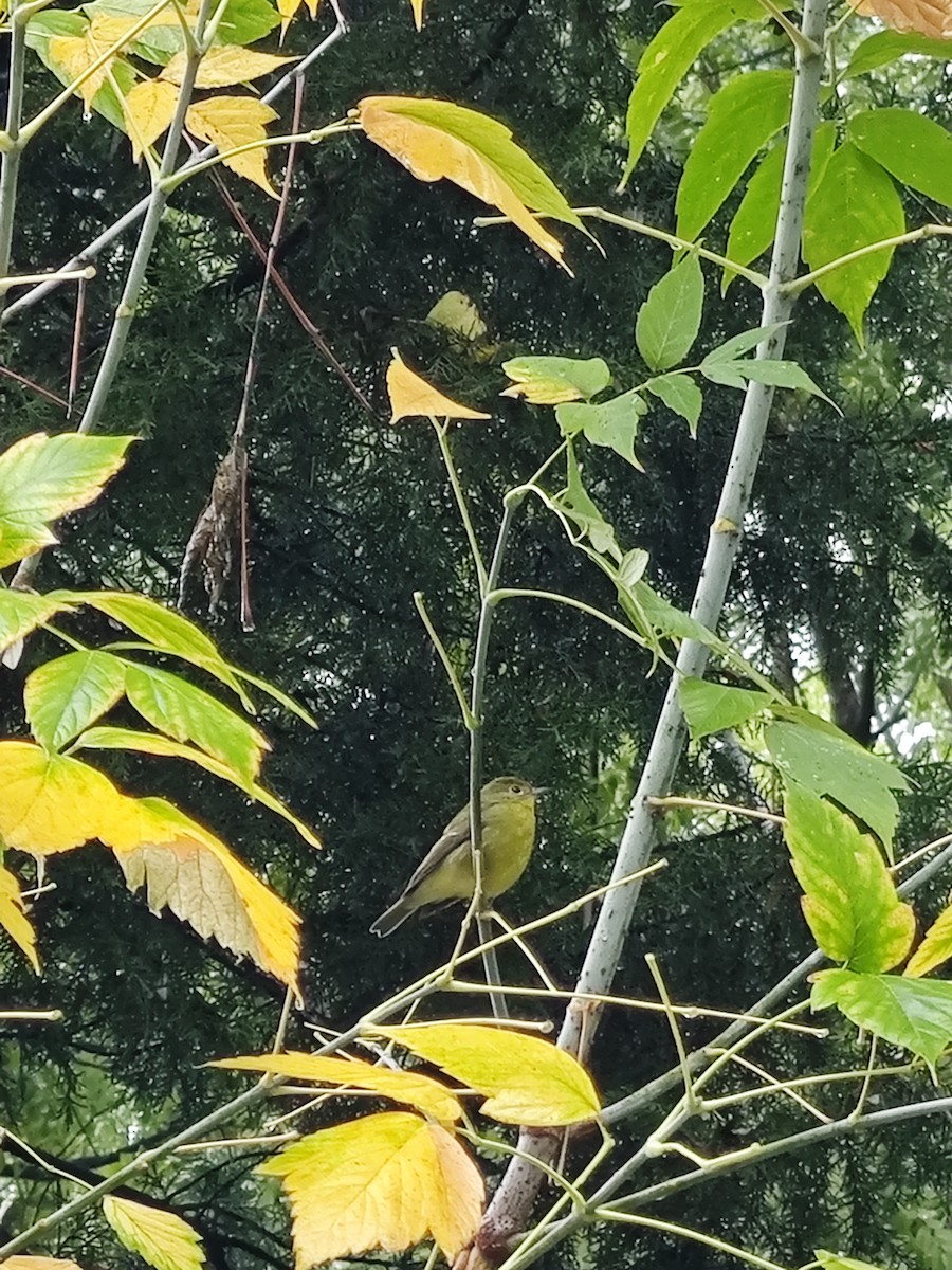 Green-backed Flycatcher - ML643213958