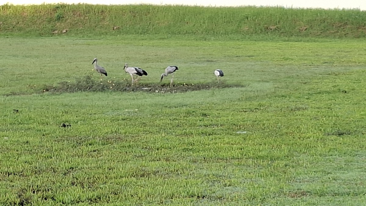 Asian Openbill - ML643213964