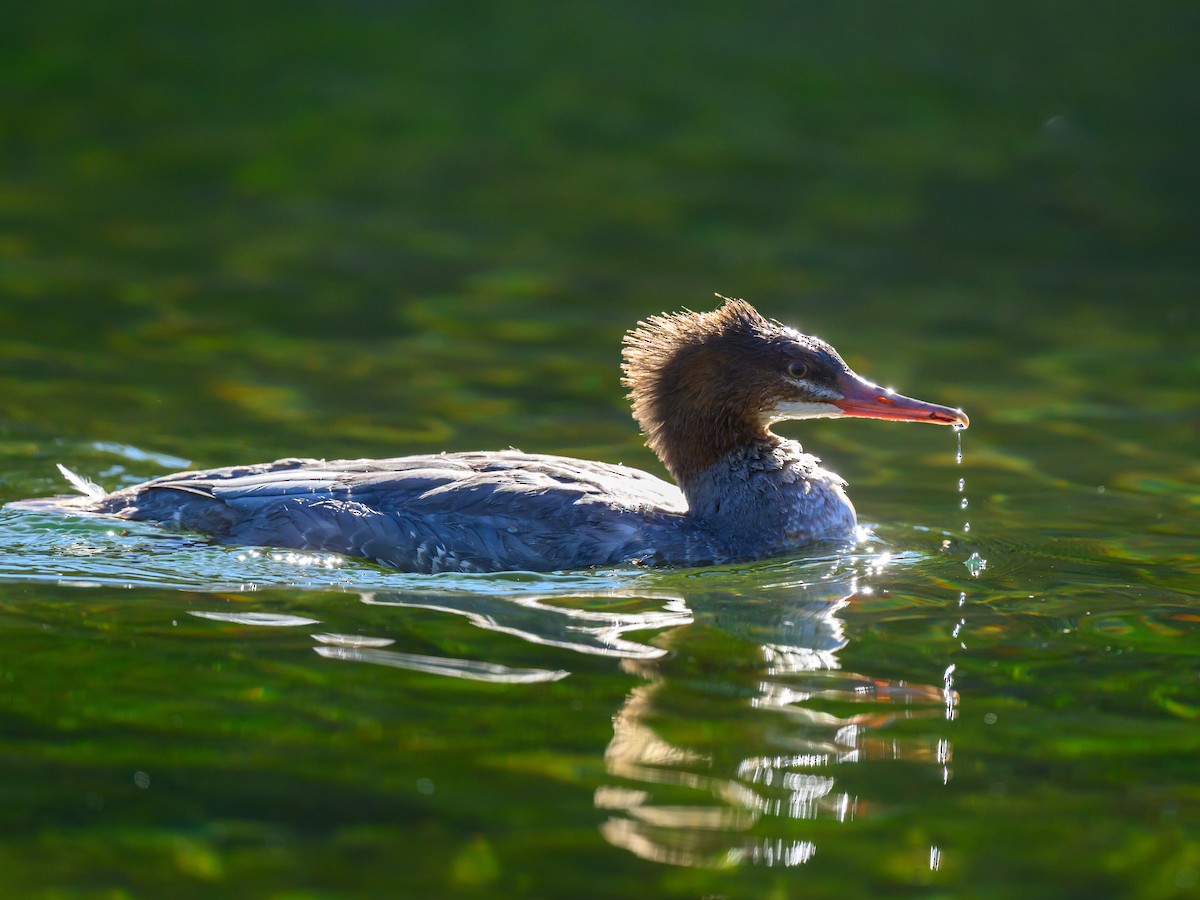 Common Merganser - ML643213965