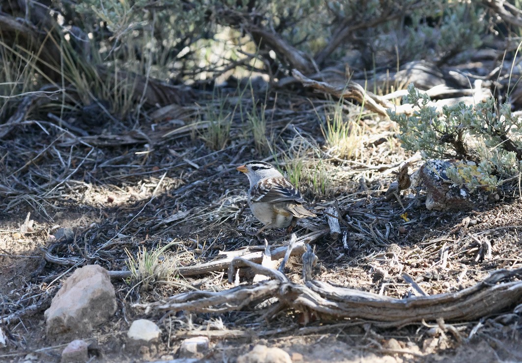 White-crowned Sparrow - ML643213966