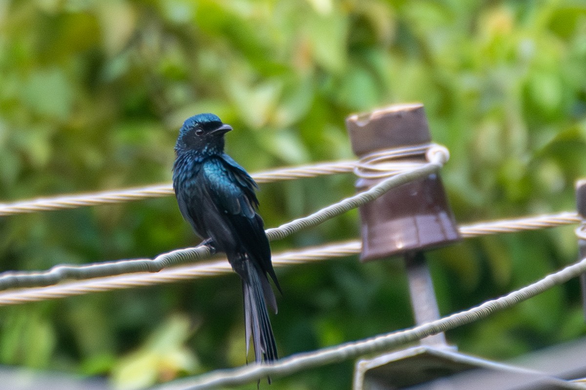 Bronzed Drongo - ML643213967