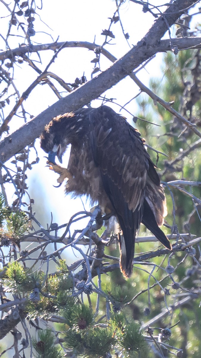 Bald Eagle - ML643213971