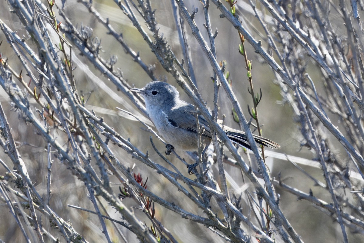 California Gnatcatcher - ML643213975