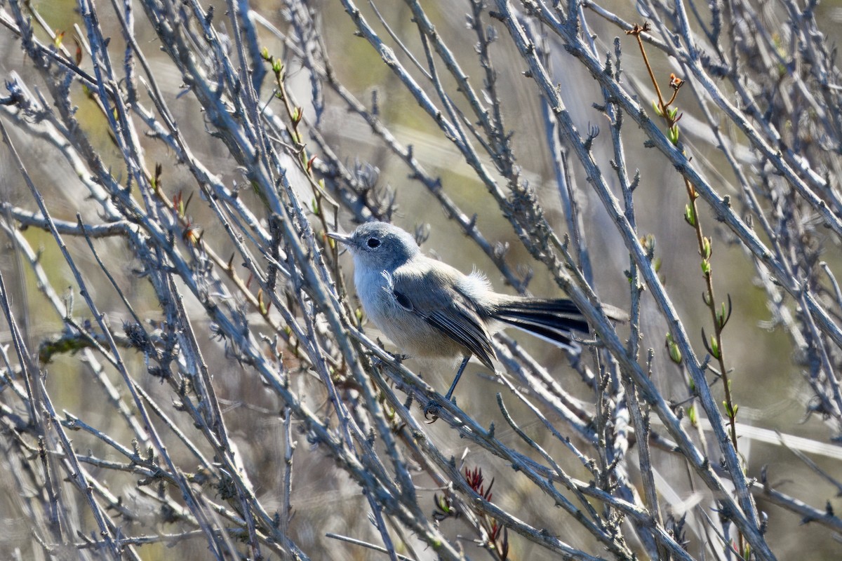 California Gnatcatcher - ML643213976