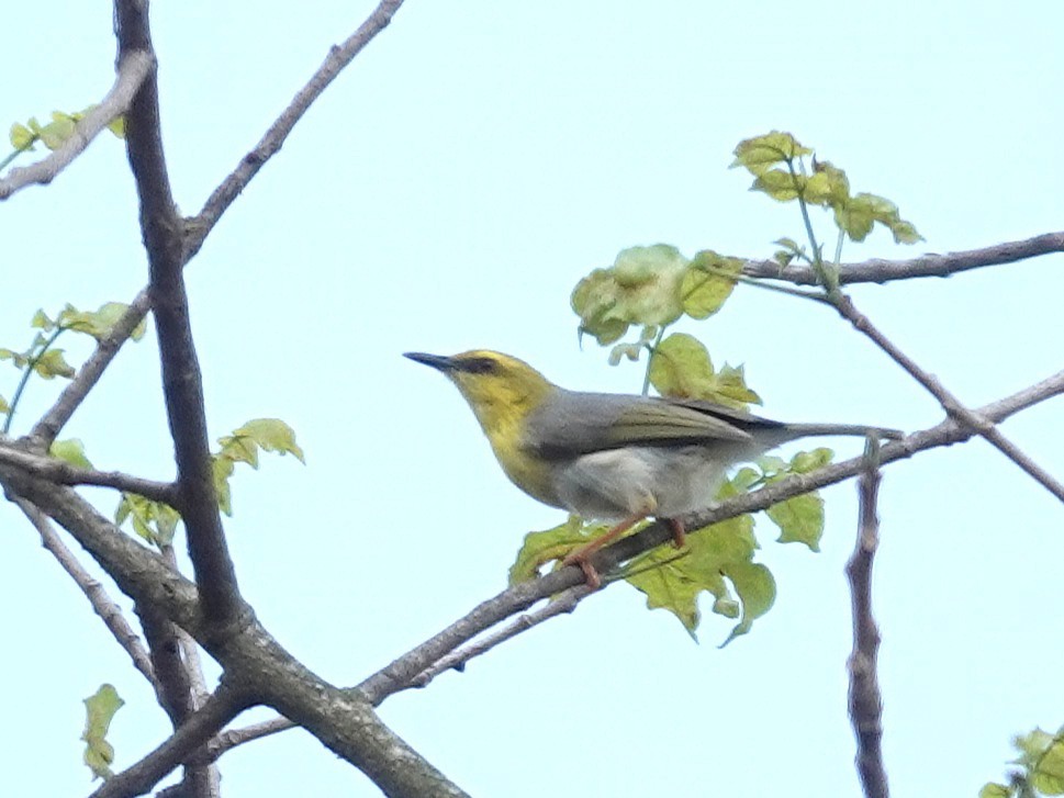 Green-capped Eremomela - ML643213978