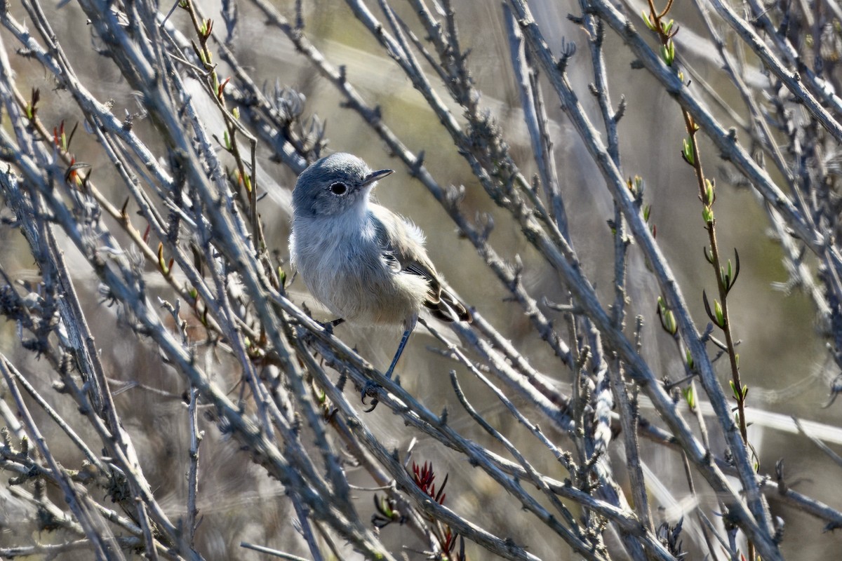 California Gnatcatcher - ML643213979