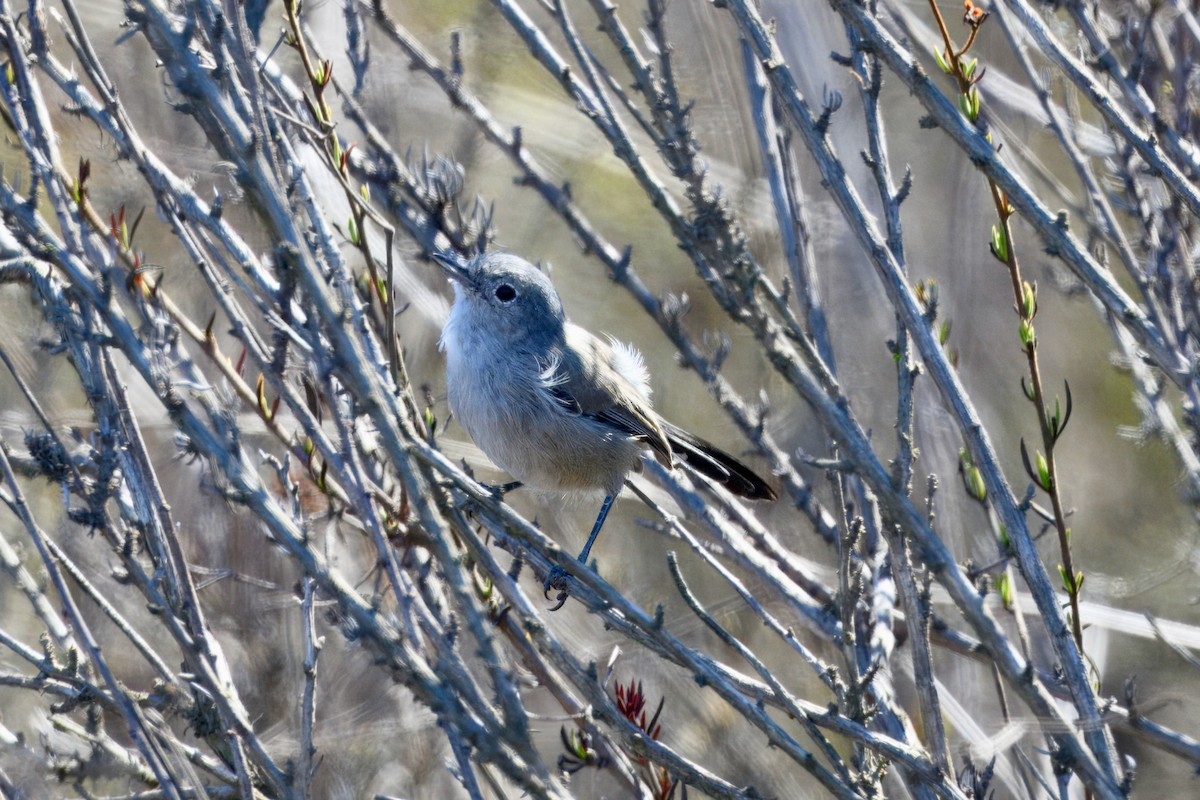 California Gnatcatcher - ML643213980