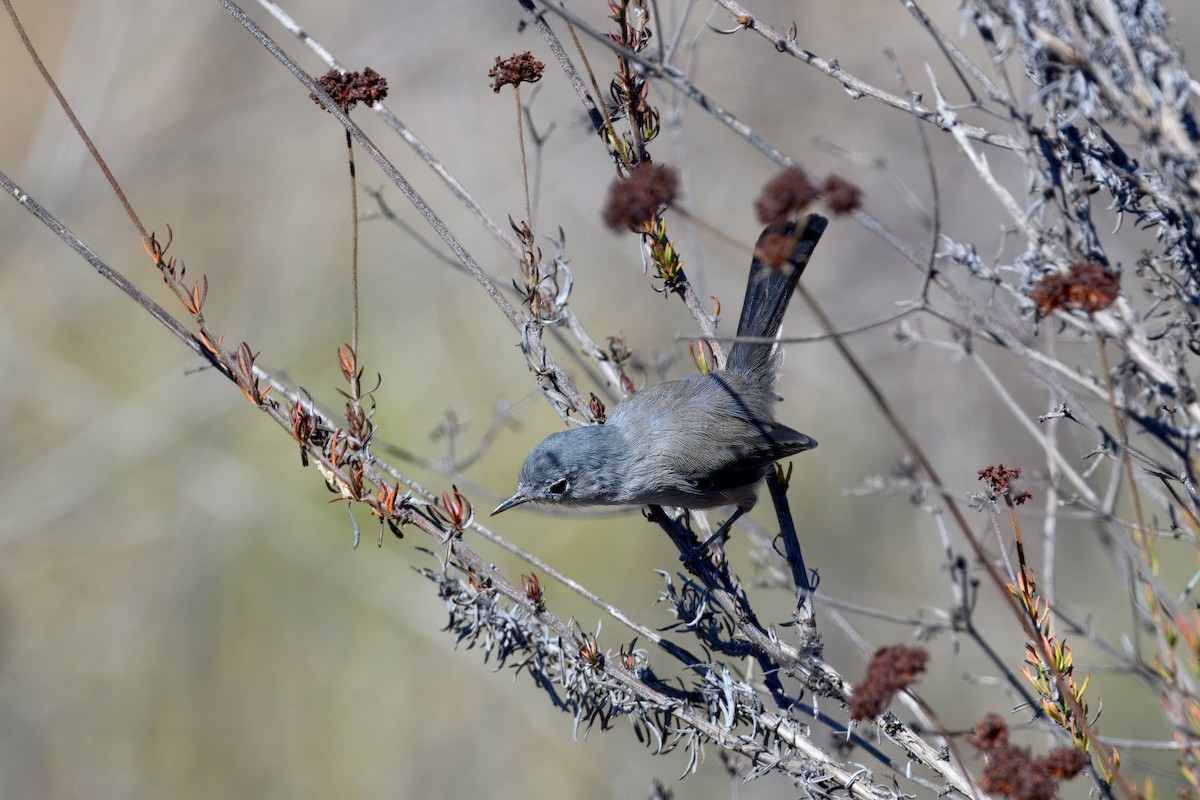 California Gnatcatcher - ML643213981