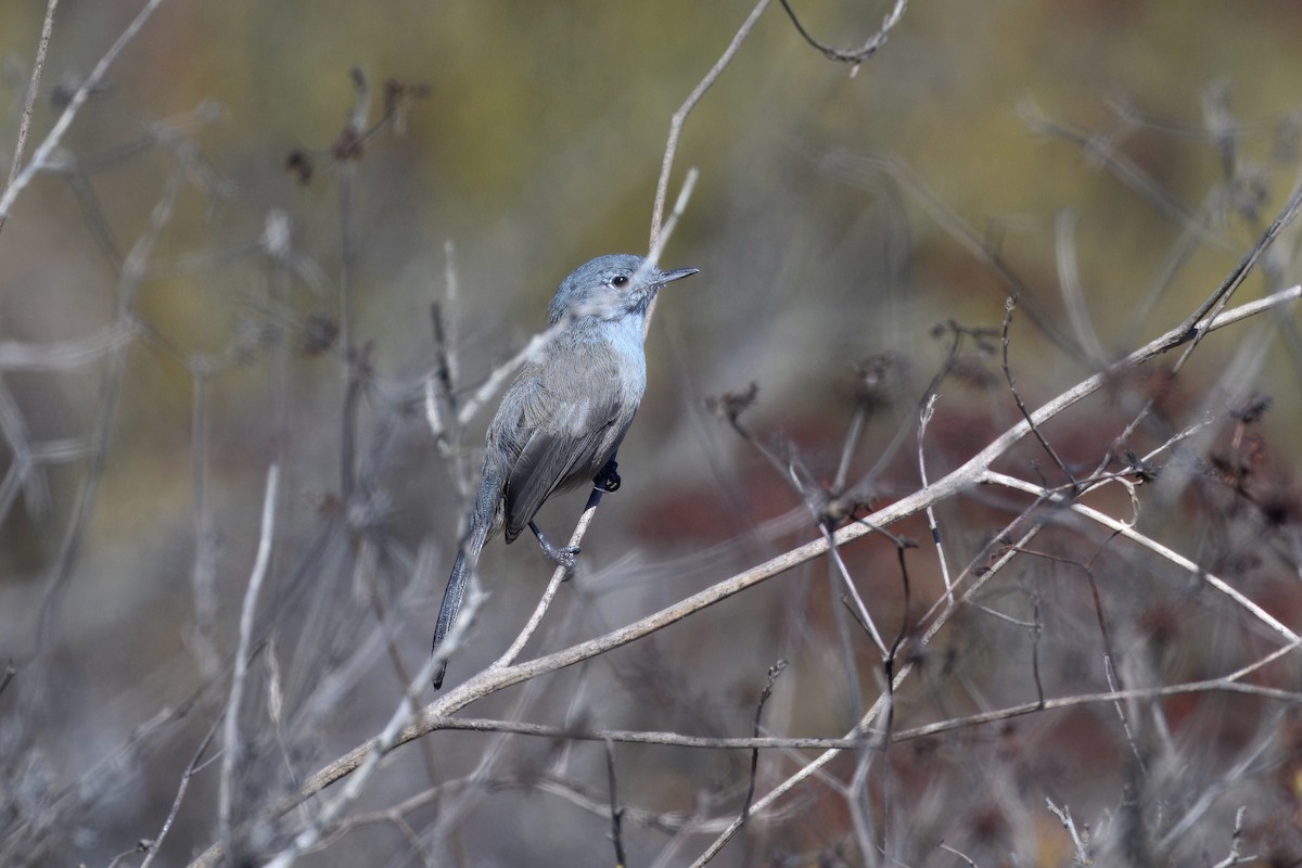 California Gnatcatcher - ML643213984