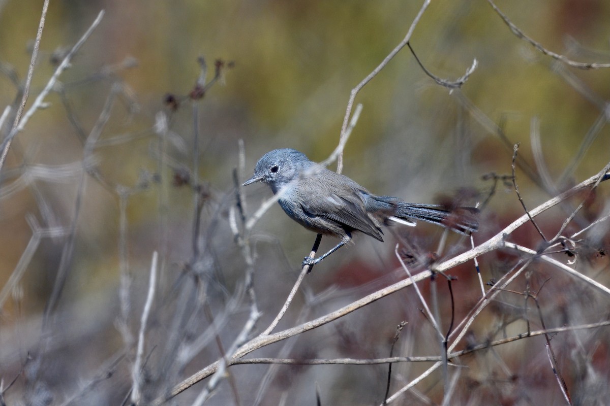 California Gnatcatcher - ML643213985
