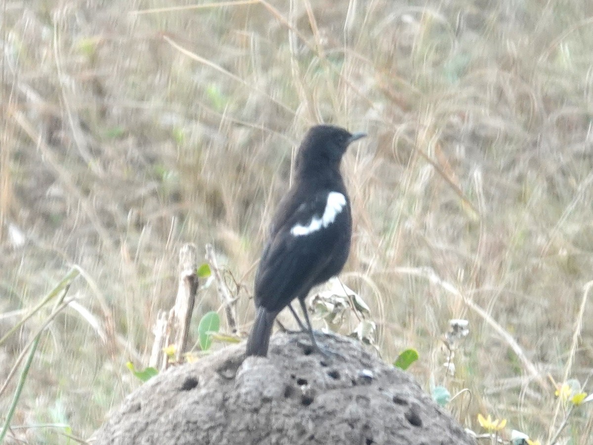 Sooty Chat - ML643213988