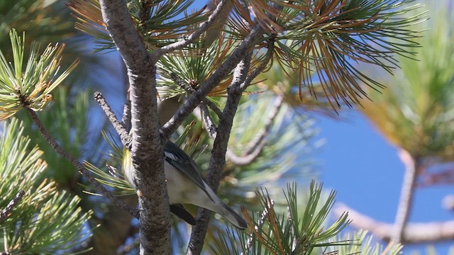 Northern Parula - ML643213992
