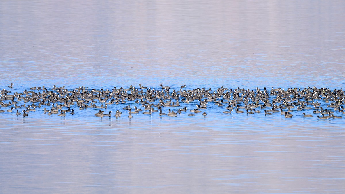 American Coot - ML643213993