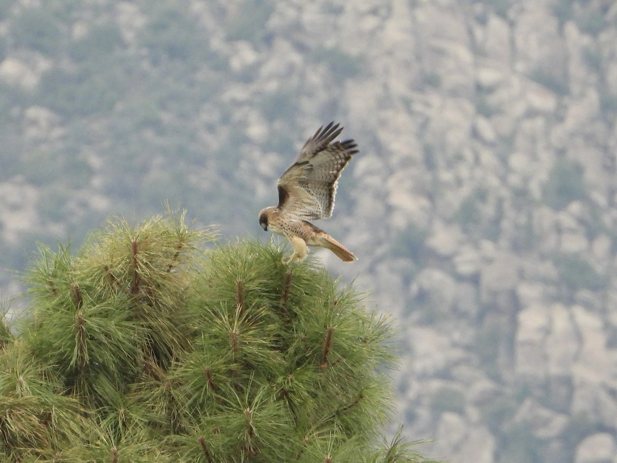 Red-tailed Hawk - ML643213995