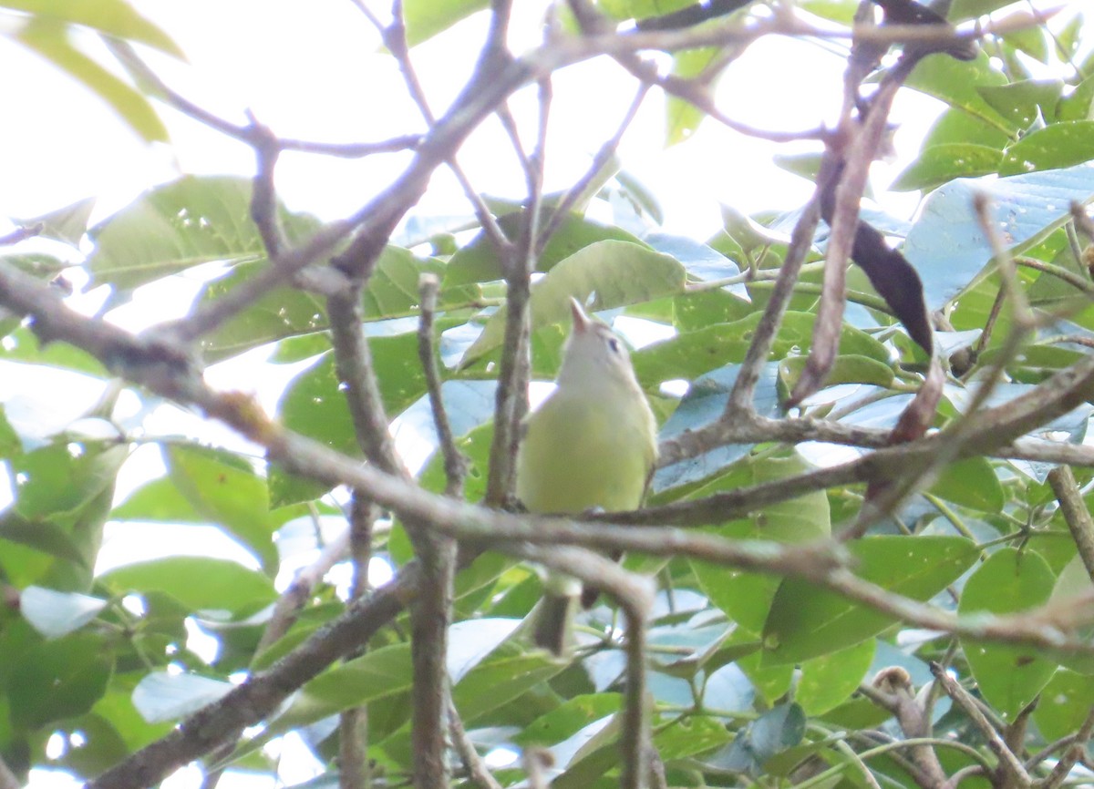 Brown-capped Vireo - ML643213996