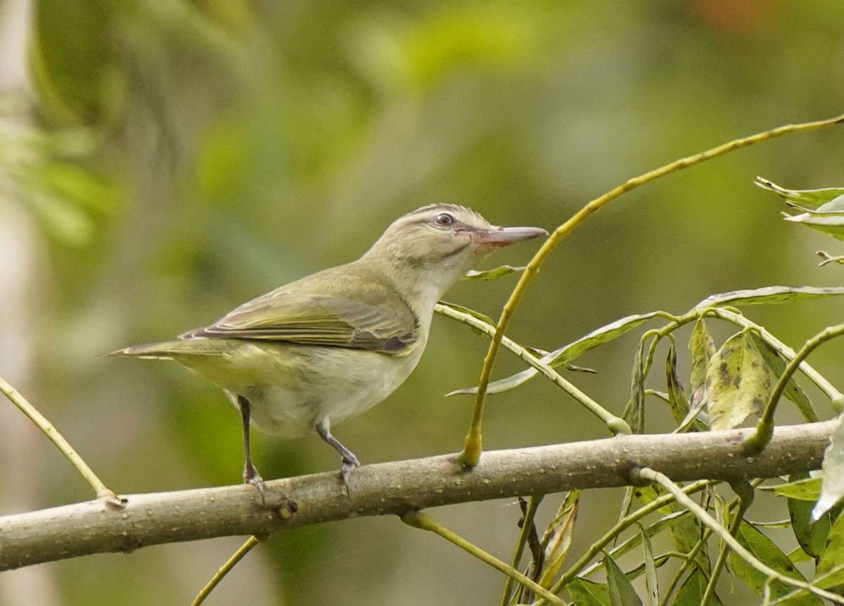 Black-whiskered Vireo - ML643213999
