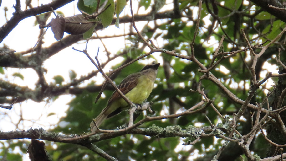 Golden-bellied Flycatcher - ML643214000