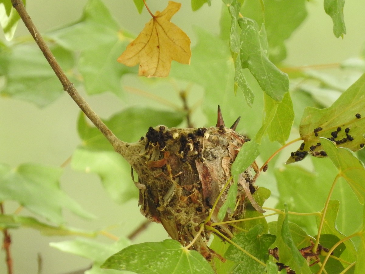 Broad-billed Hummingbird - ML643214002