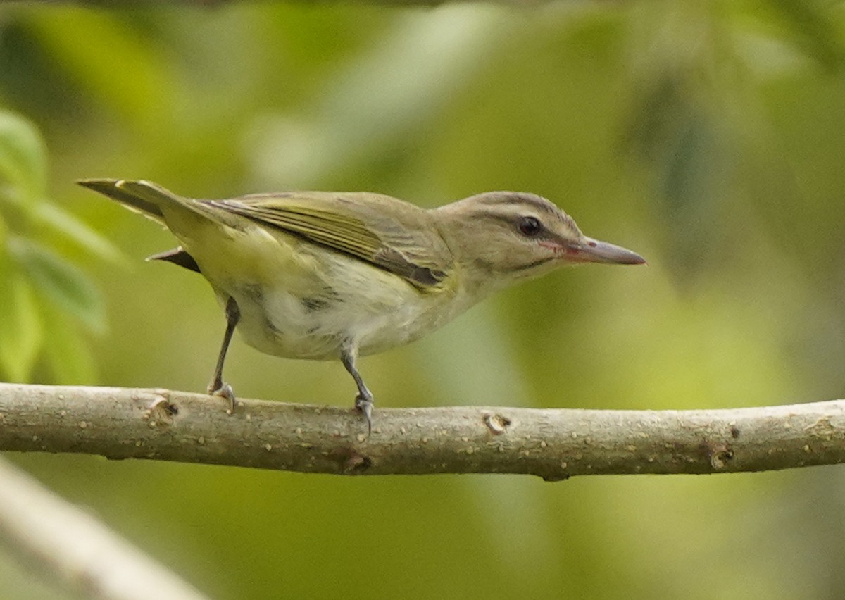 Black-whiskered Vireo - ML643214004