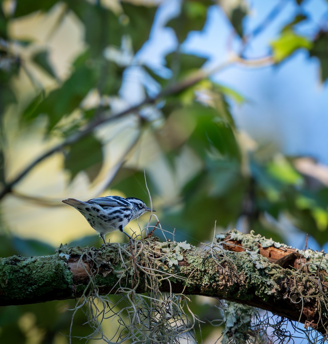 Black-and-white Warbler - ML643214010