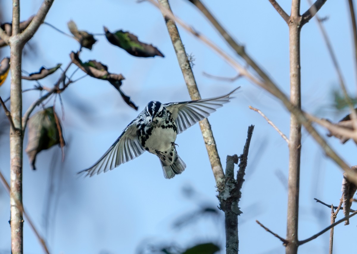 Black-and-white Warbler - ML643214011
