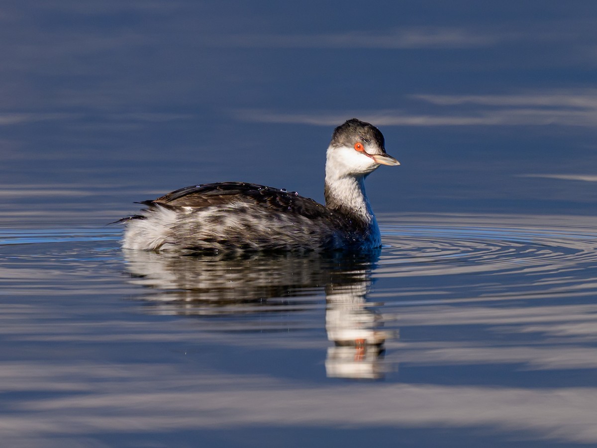 Horned Grebe - ML643214017