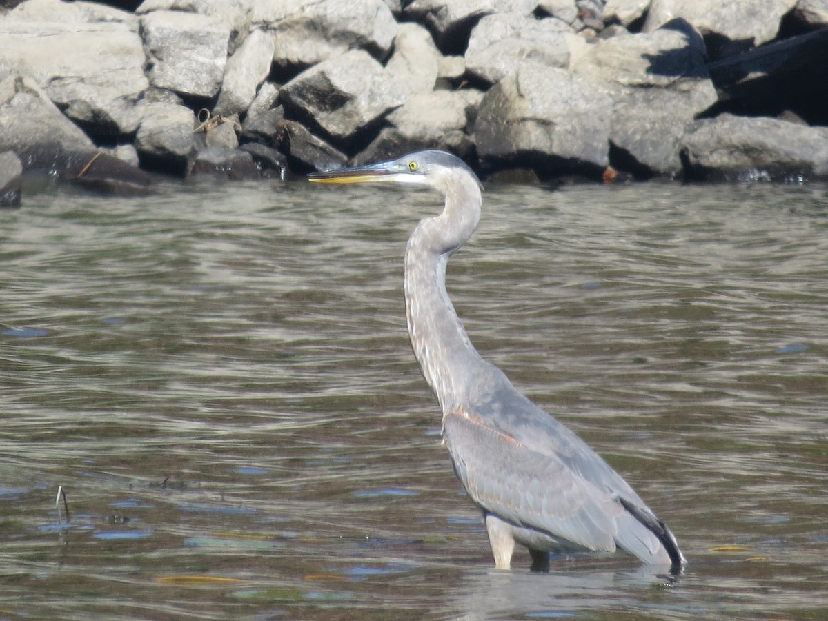 herodiashegre - ML643214027