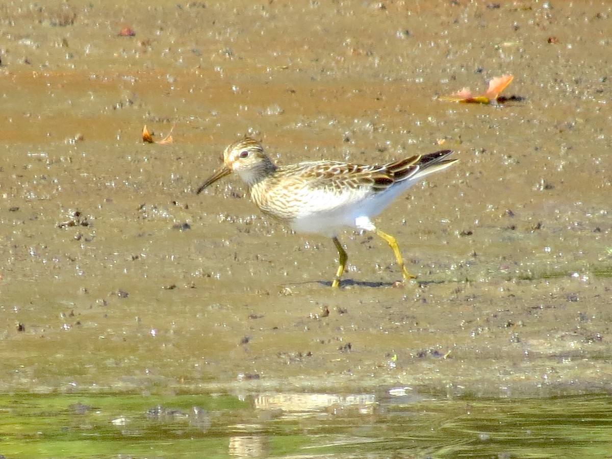 alaskasnipe - ML643214033