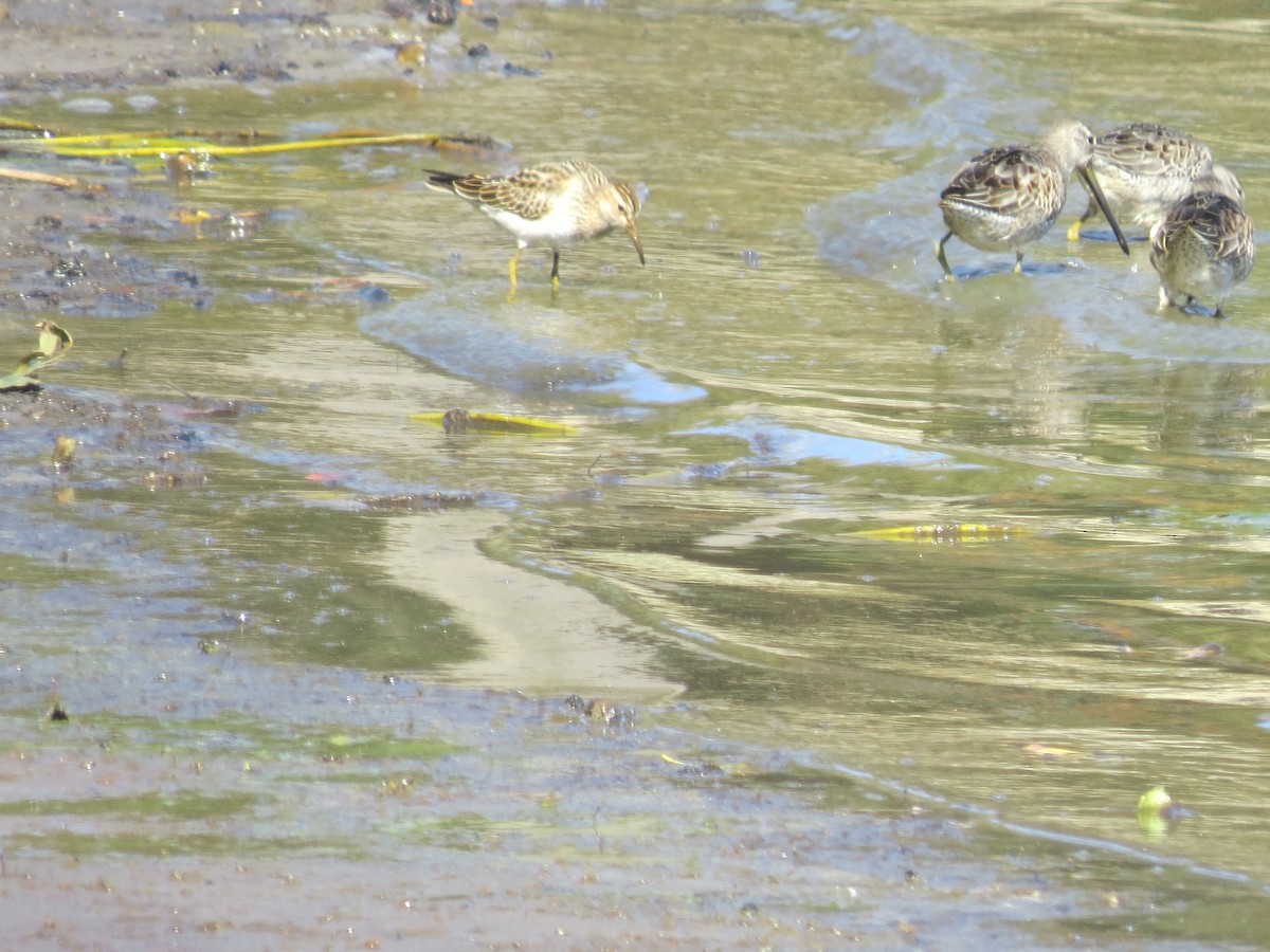 alaskasnipe - ML643214038