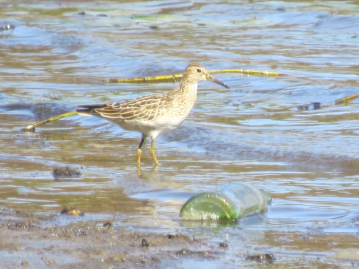 alaskasnipe - ML643214045