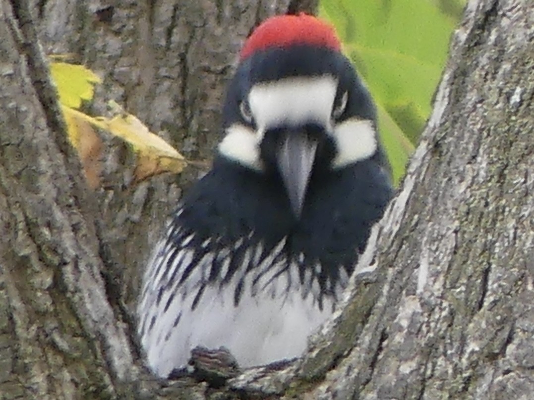 Acorn Woodpecker - ML643214047