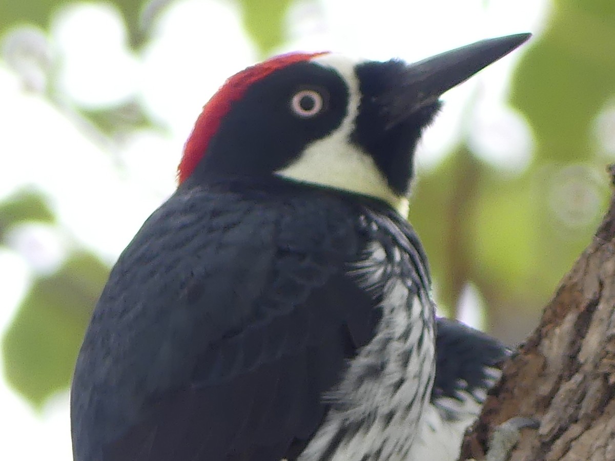 Acorn Woodpecker - ML643214048