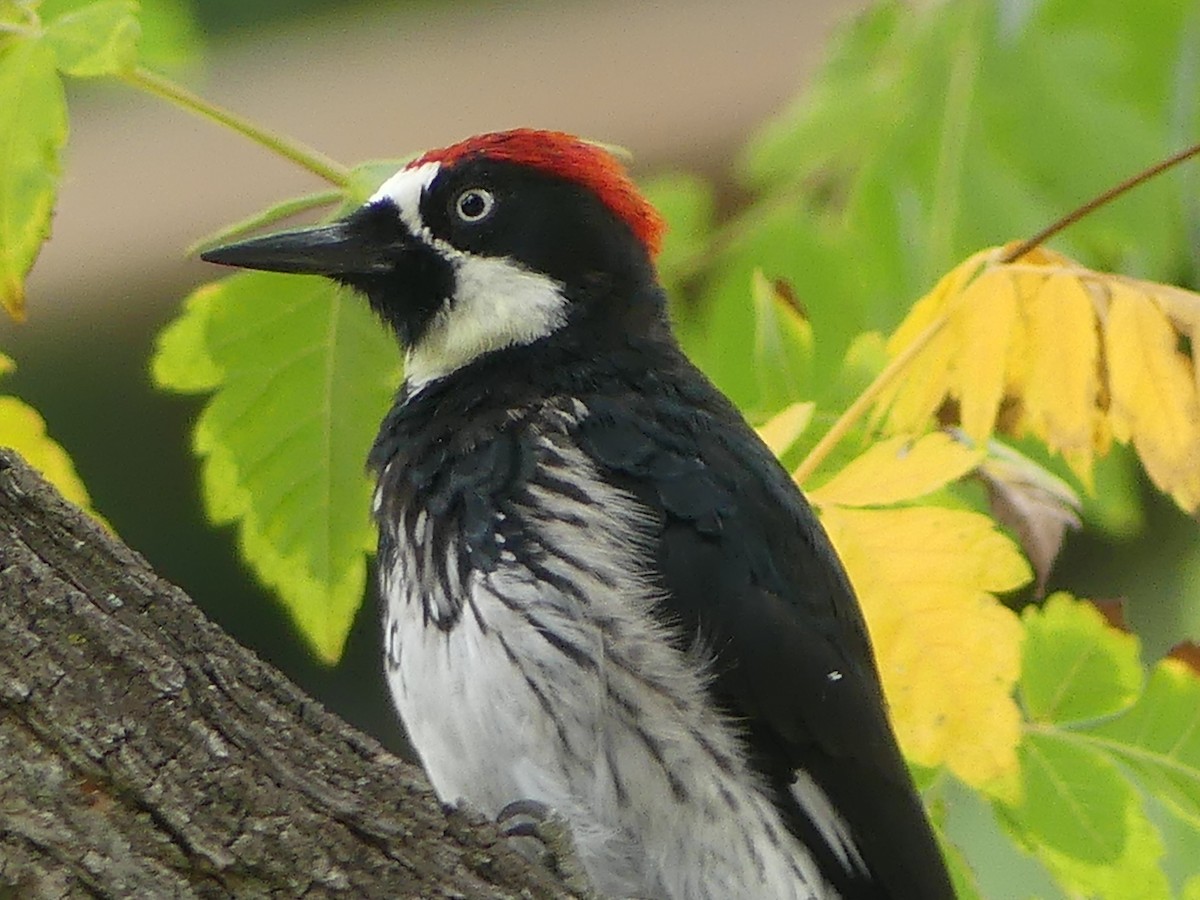 Acorn Woodpecker - ML643214049