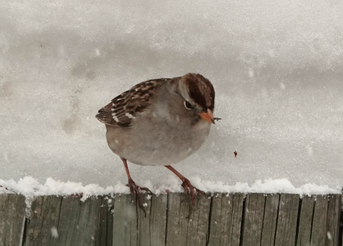 White-crowned Sparrow - ML643214053
