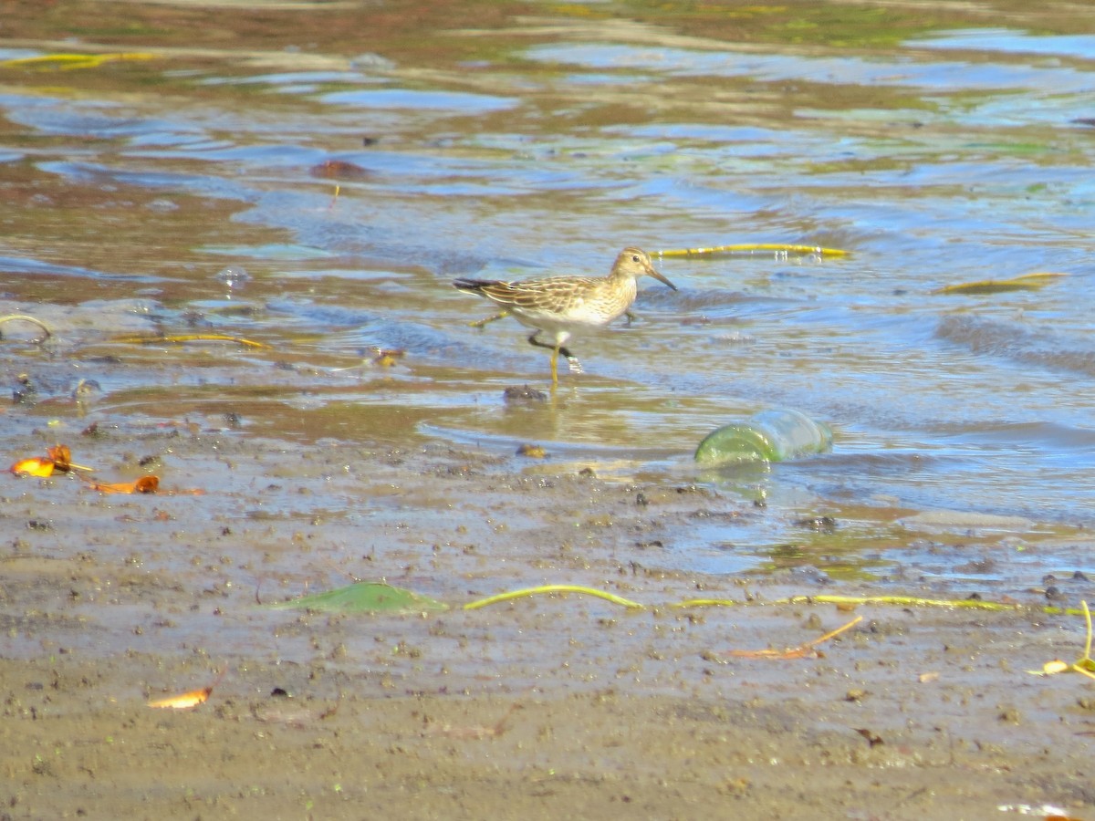 alaskasnipe - ML643214055