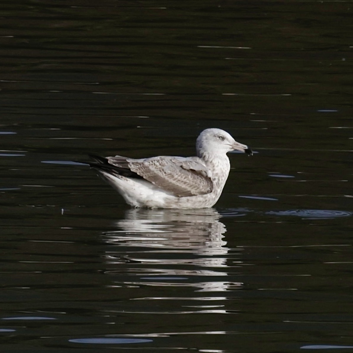 American Herring Gull - ML643214061