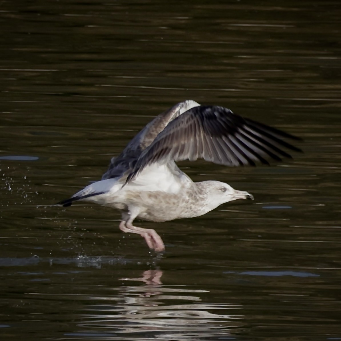 American Herring Gull - ML643214062