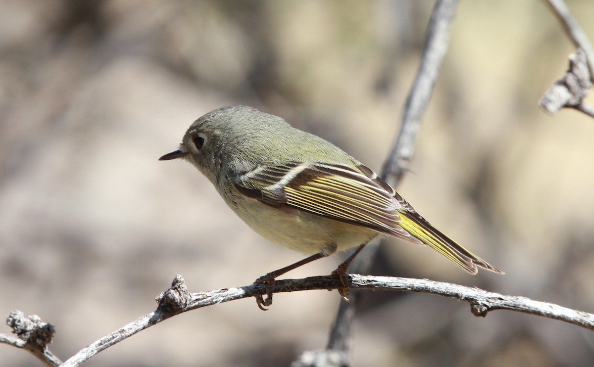 Ruby-crowned Kinglet - ML643214068
