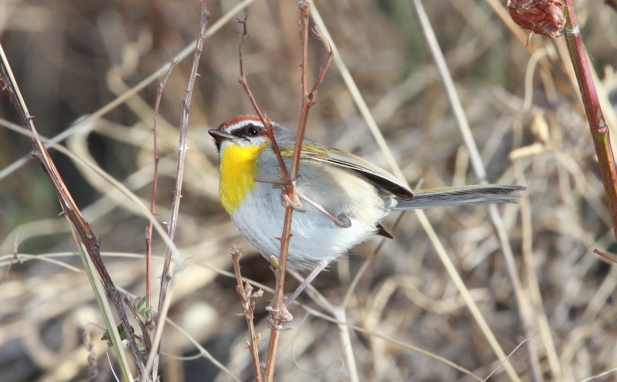 Rufous-capped Warbler - ML643214078