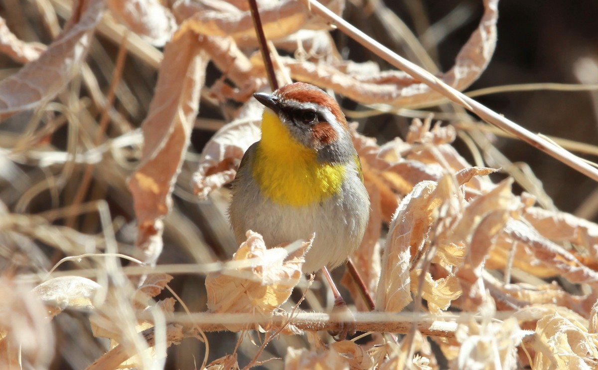 Rufous-capped Warbler - ML643214079