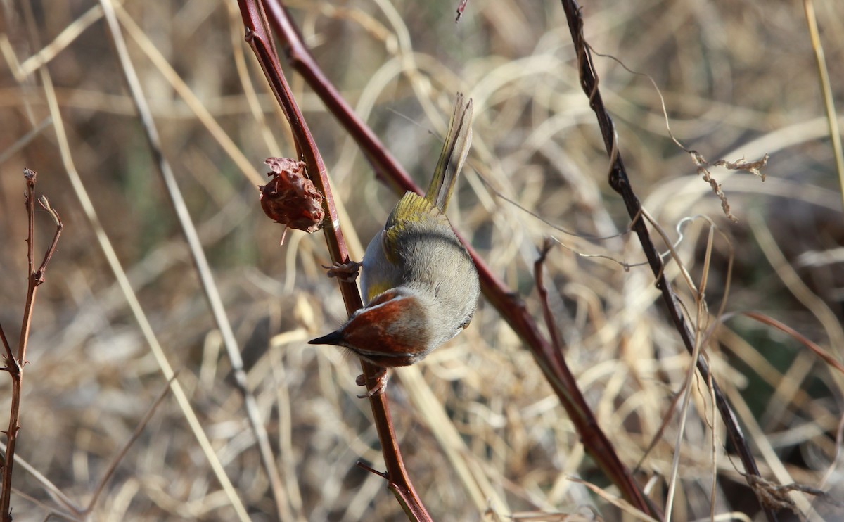 Rufous-capped Warbler - ML643214080